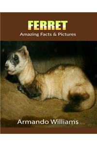 Ferret: Amazing Facts & Pictures