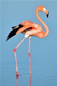 Pink Flamingo On Lake Blank Lined Journal