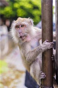Macaque Monkey in Thailand Journal: 150 Page Lined Notebook/Diary