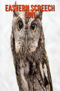 Eastern Screech Owl