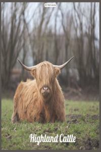 Highland Cattle 2021 Wall Calendar