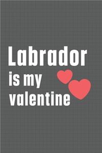 Labrador is my valentine