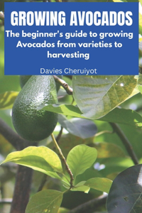 Growing Avocados