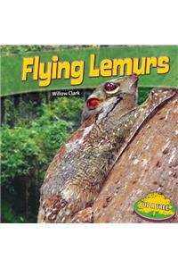 Flying Lemurs