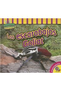 Escarabajos Goliat