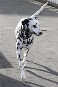 The Dalmation Dog Journal