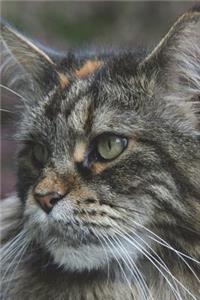 Maine Coon Cat Checking Things Out Journal