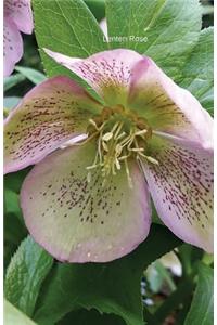 Lenten Rose