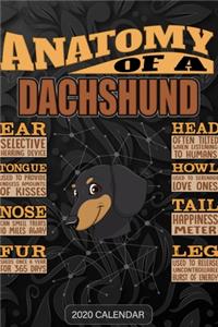 Anatomy Of A Dachshund
