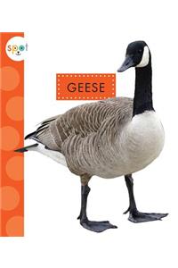 Geese