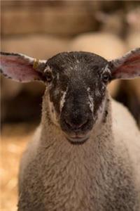 Sheep Notebook