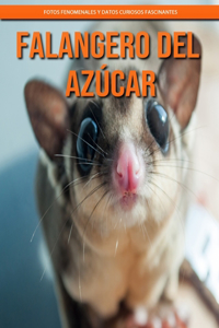 Falangero del azúcar