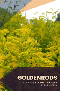 Goldenrods