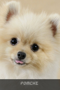 Pomchi