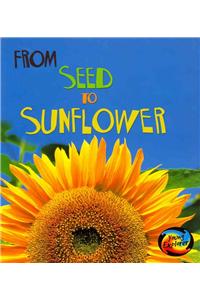 From Seed to Sunflower