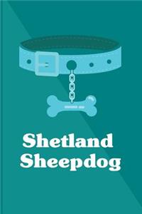 Shetland Sheepdog