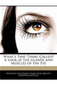 What's That Thing Called? a Look at the Glands and Muscles of the Eye