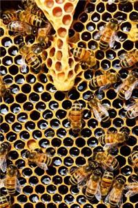 Bees on Honeycomb Journal