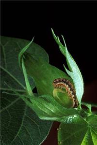Insect Journal Cotton Bollworm On Plant Leaf Entomology
