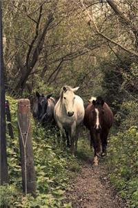 Three Lovely Horses in the Forest Journal
