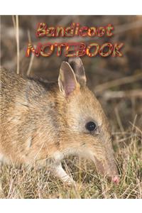 Bandicoot NOTEBOOK