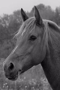 Wild Horse Study Planner and Homework Helper