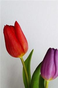 Cool Tulip Flowers Isolated on White Journal