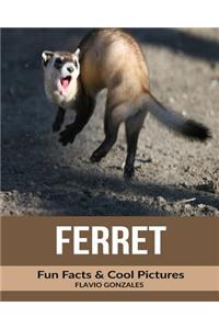 Ferret: Fun Facts & Cool Pictures