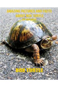 Box Turtle