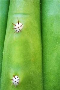 Cactus Notebook