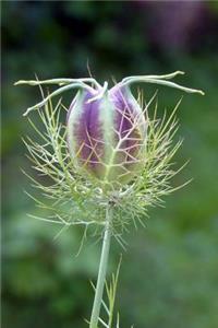 Purple Nigella damascena Boll Journal