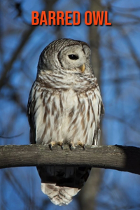 Barred Owl
