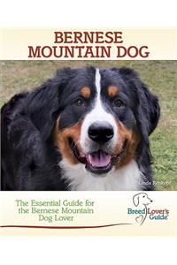 Bernese Mountain Dog