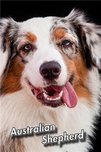 Australian Shepherd