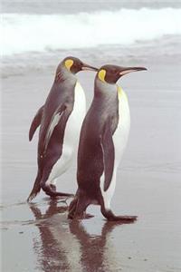 Two King Penguins Walking Together on South George Island Antarctica Journal