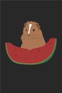 Meerschweinchen mit Melone