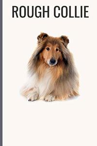 Rough Collie