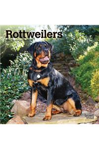 Rottweilers 2021 Mini 7x7