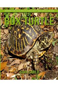 Box Turtle
