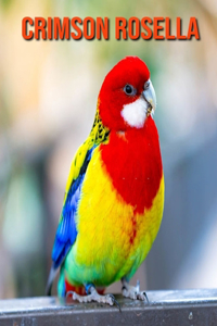 Crimson Rosella