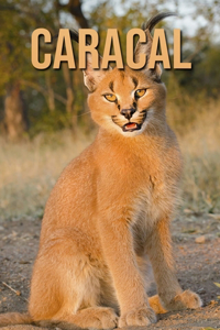 Caracal: Incredible Pictures Book about Caracal