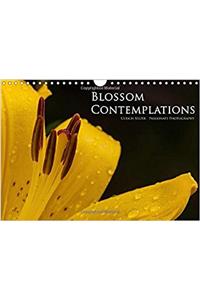 Blossom Contemplations 2017