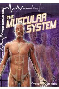 Muscular System