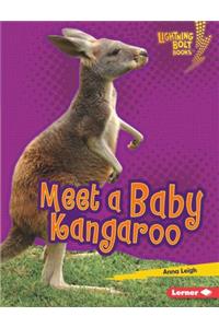 Meet a Baby Kangaroo