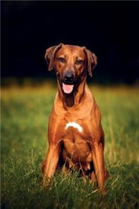 Rhodesian Ridgeback Autumn Notebook & Journal. Productivity Work Planner & Idea Notepad