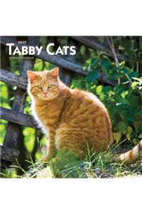 Tabby Cats 2020 Square Wall Calendar