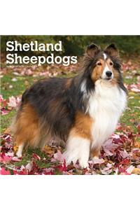 Shetland Sheepdogs 2019 Square Wall Calendar