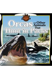 Orcas and Other Animals That Hunt in Packs