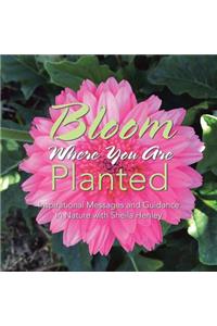 Bloom Where You Are Planted