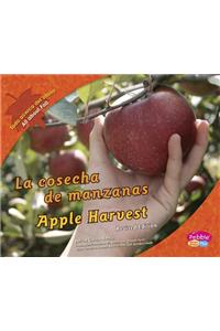 Cosecha de Manzanas/Apple Harvest